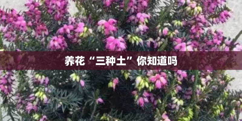 养花“三种土”你知道吗