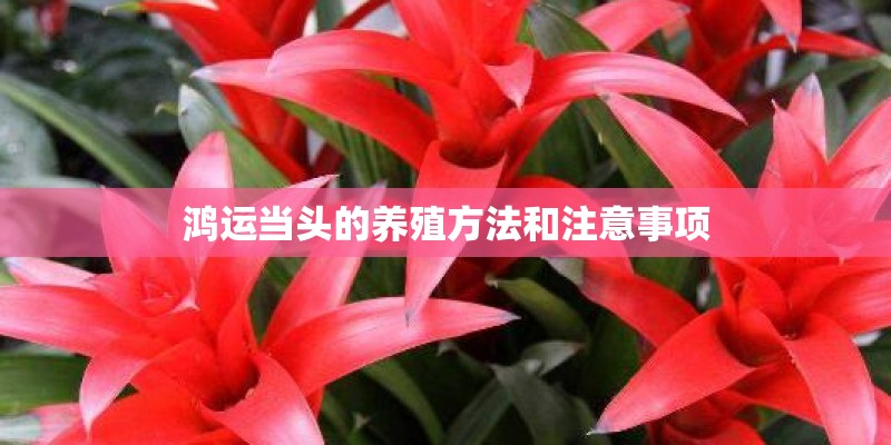 鸿运当头的养殖方法和注意事项