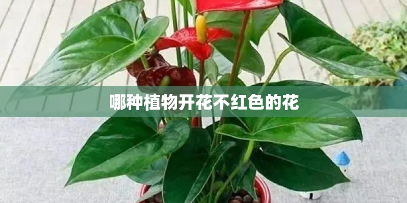 哪种植物开花不红色的花