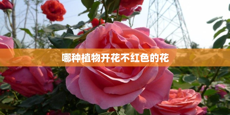 哪种植物开花不红色的花 哪种植物开花不红色的花