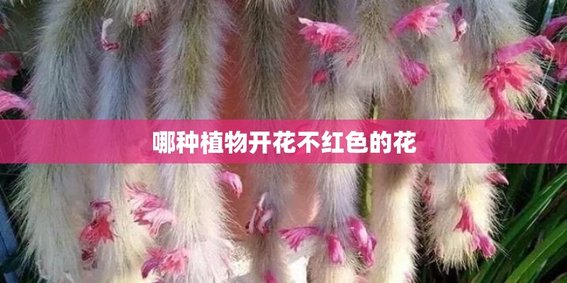 哪种植物开花不红色的花 哪种植物开花不红色的花