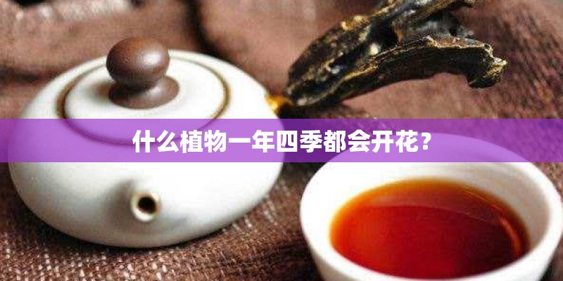 什么植物一年四季都会开花? 什么植物一年四季都会开花?