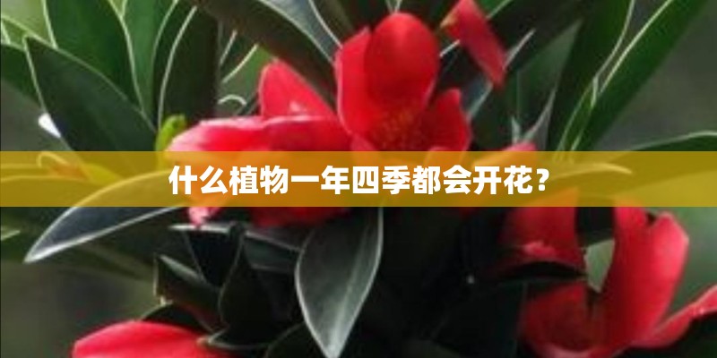 什么植物一年四季都会开花? 什么植物一年四季都会开花?