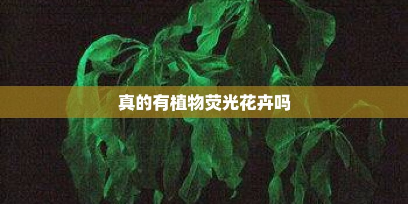真的有植物荧光花卉吗 真的有植物荧光花卉吗