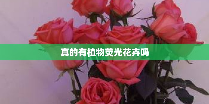 真的有植物荧光花卉吗 真的有植物荧光花卉吗