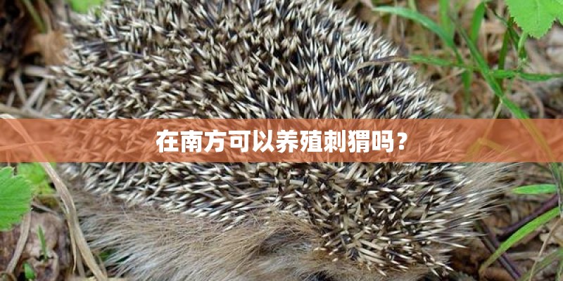 在南方可以养殖刺猬吗? 在南方可以养殖刺猬吗?