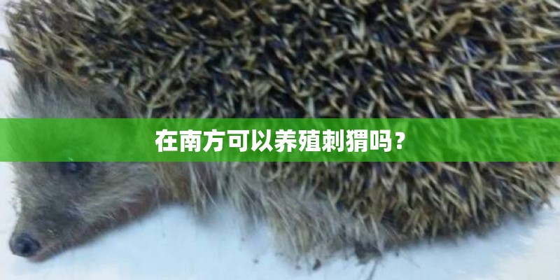 在南方可以养殖刺猬吗? 在南方可以养殖刺猬吗?