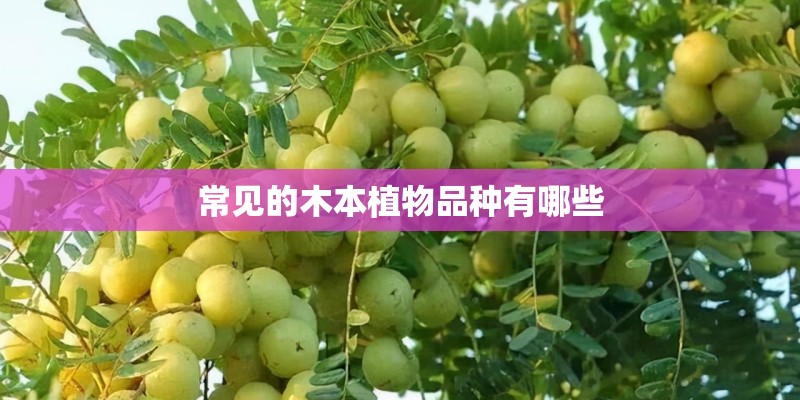 常见的木本植物品种有哪些