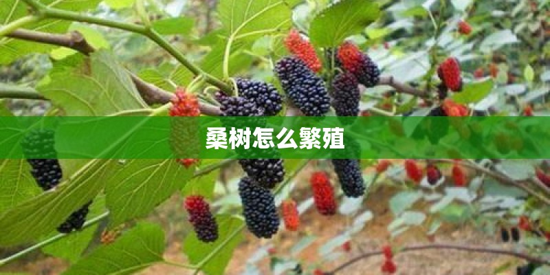 桑树怎么繁殖 桑树怎么繁殖
