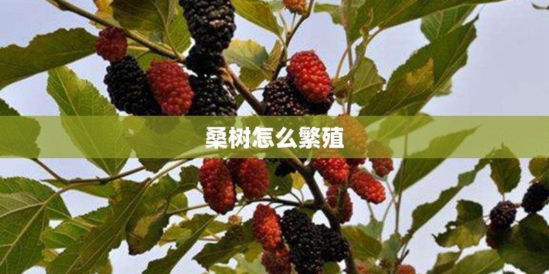 桑树怎么繁殖 桑树怎么繁殖