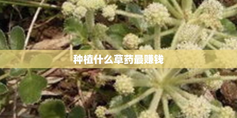 种植什么草药最赚钱