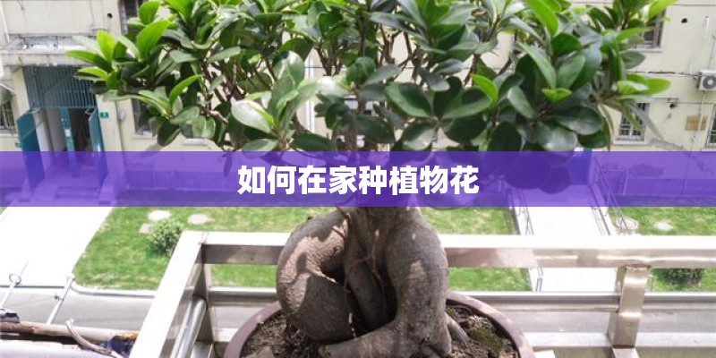 如何在家种植物花