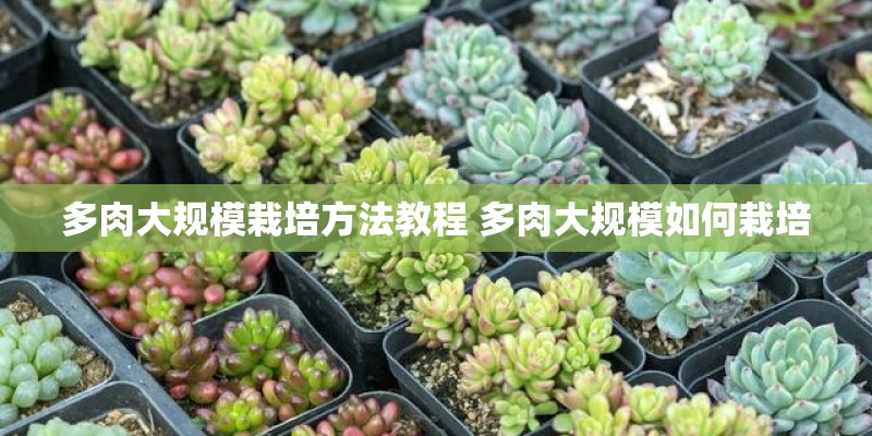 多肉大规模栽培方法教程 多肉大规模如何栽培