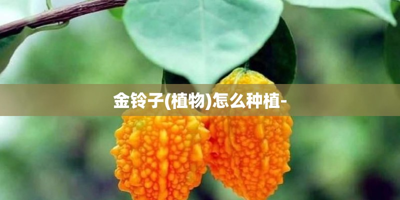 金铃子(植物)怎么种植-