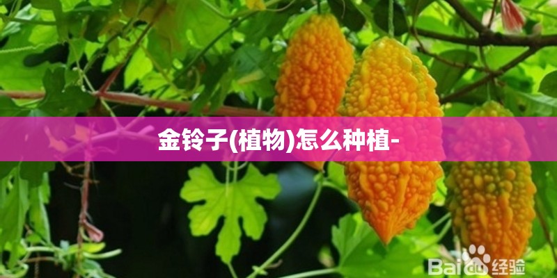 金铃子(植物)怎么种植-