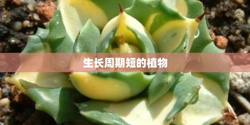 生长周期短的植物