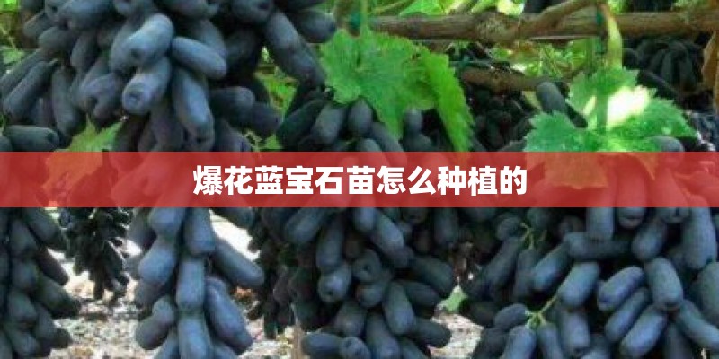 爆花蓝宝石苗怎么种植的 爆花蓝宝石苗怎么种植的