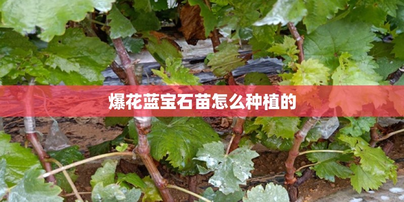 爆花蓝宝石苗怎么种植的 爆花蓝宝石苗怎么种植的