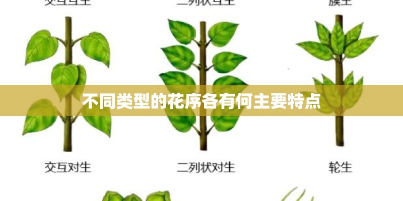 不同类型的花序各有何主要特点