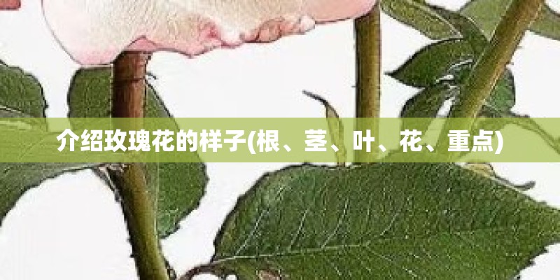 介绍玫瑰花的样子(根、茎、叶、花、重点)