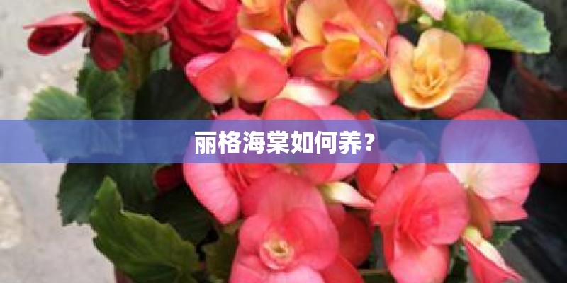 丽格海棠如何养？