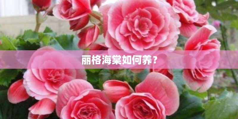 丽格海棠如何养? 丽格海棠如何养?