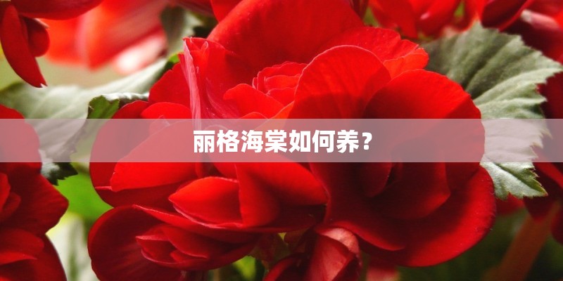 丽格海棠如何养? 丽格海棠如何养?