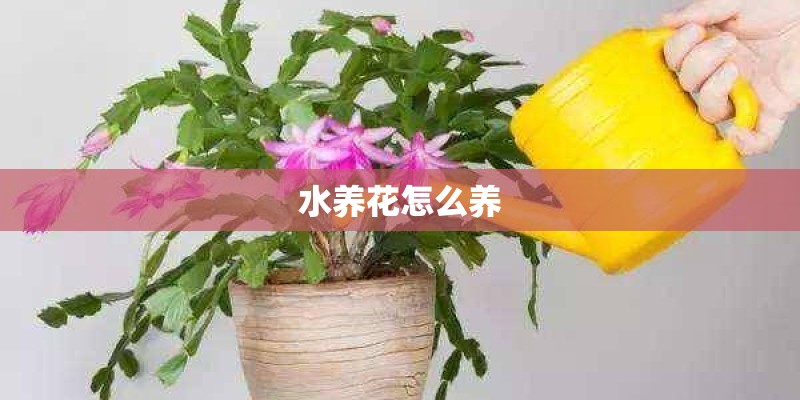 水养花怎么养 水养花怎么养