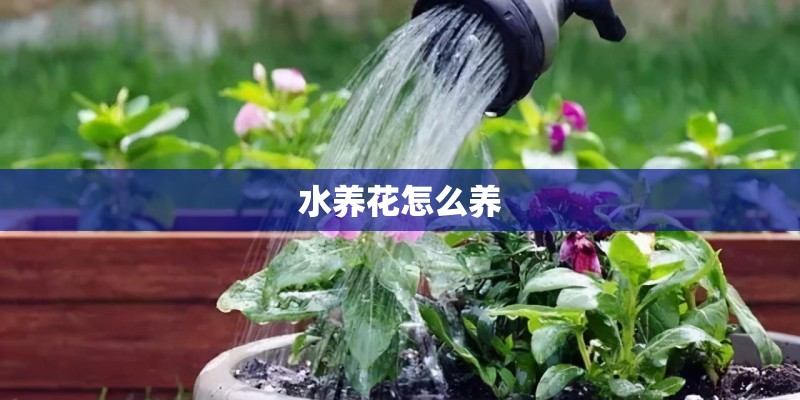 水养花怎么养 水养花怎么养