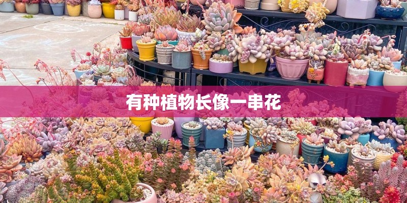 有种植物长像一串花