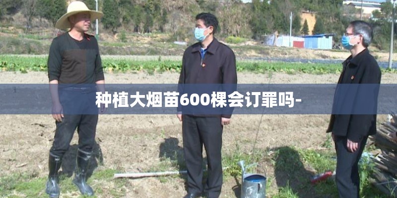 种植大烟苗600棵会订罪吗-