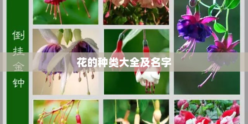 花的种类大全及名字 花的种类大全及名字