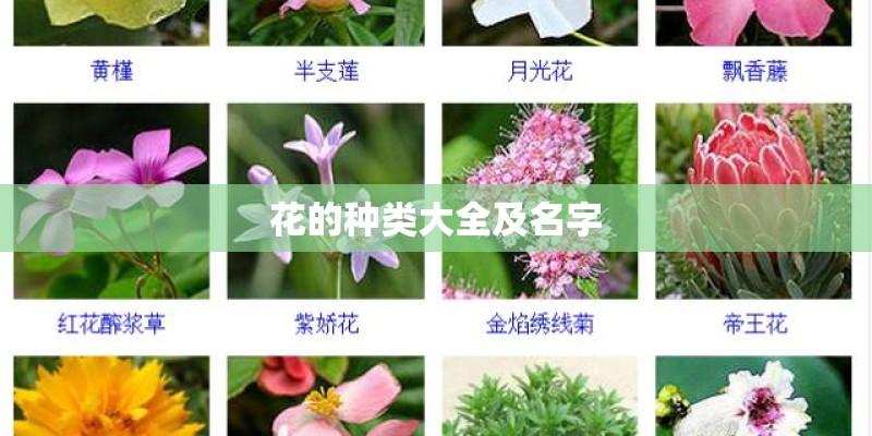 花的种类大全及名字 花的种类大全及名字