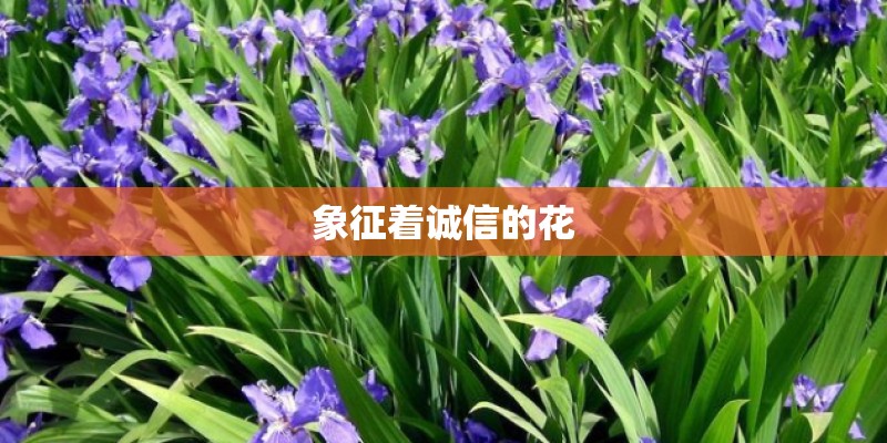 象征着诚信的花 象征着诚信的花