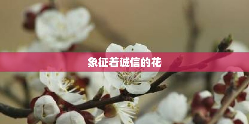 象征着诚信的花 象征着诚信的花