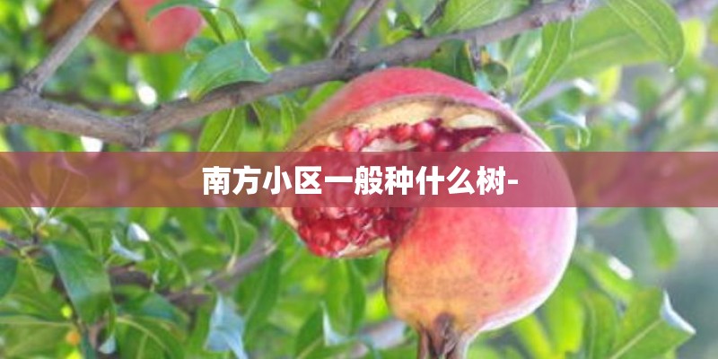 南方小区一般种什么树- 南方小区一般种什么树-