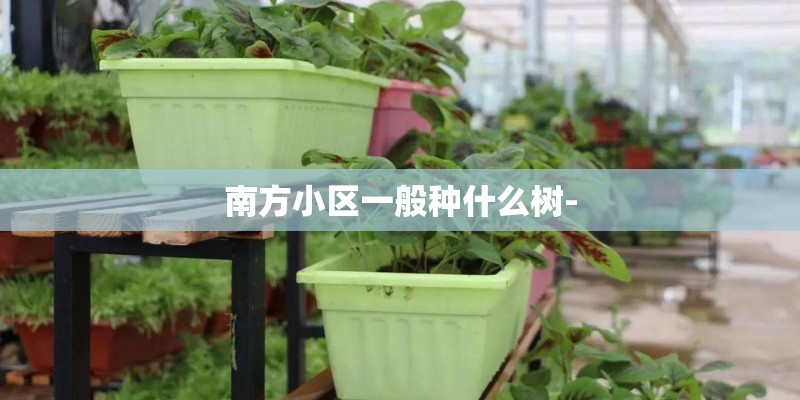 南方小区一般种什么树- 南方小区一般种什么树-