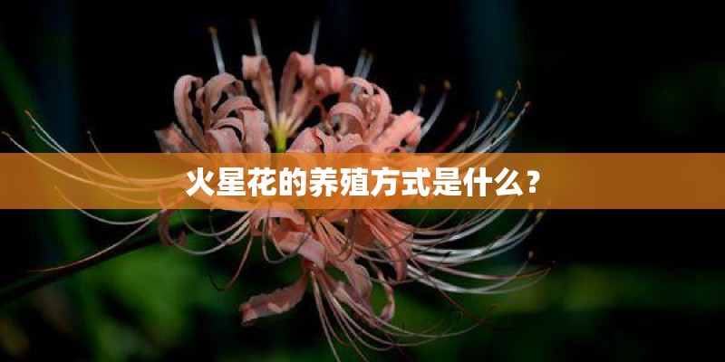 火星花的养殖方式是什么？