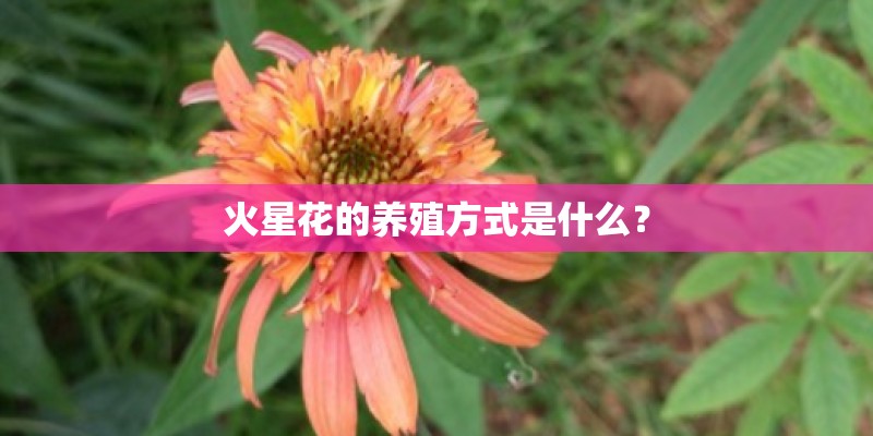 火星花的养殖方式是什么? 火星花的养殖方式是什么?