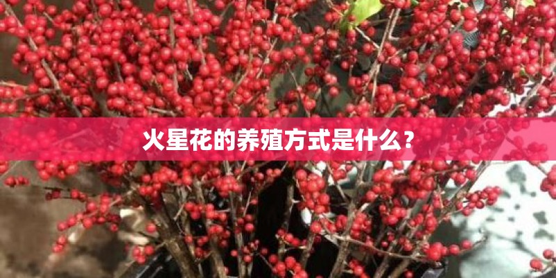 火星花的养殖方式是什么? 火星花的养殖方式是什么?