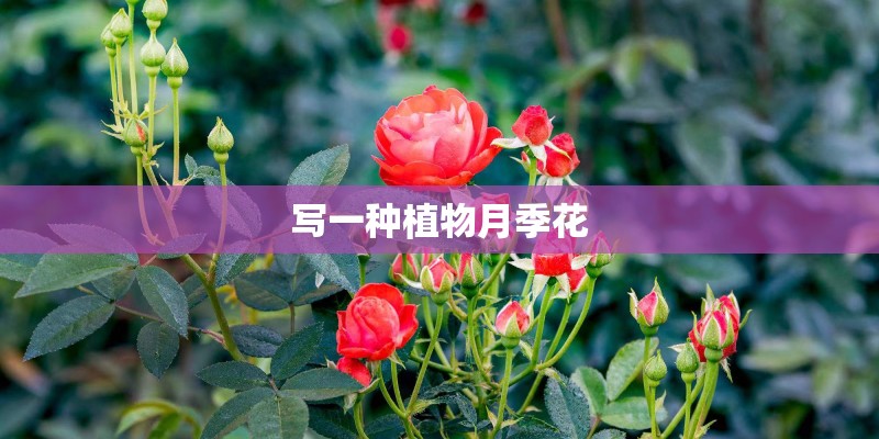 写一种植物月季花