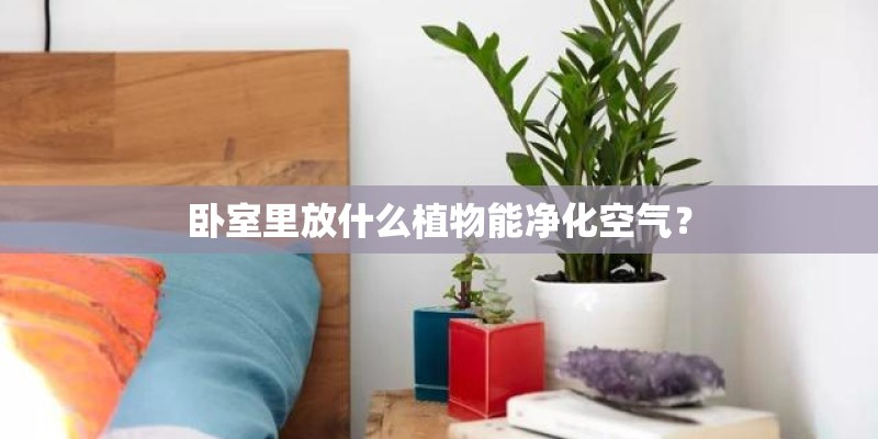 卧室里放什么植物能净化空气? 卧室里放什么植物能净化空气?