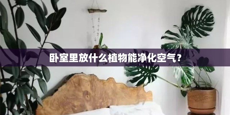 卧室里放什么植物能净化空气? 卧室里放什么植物能净化空气?