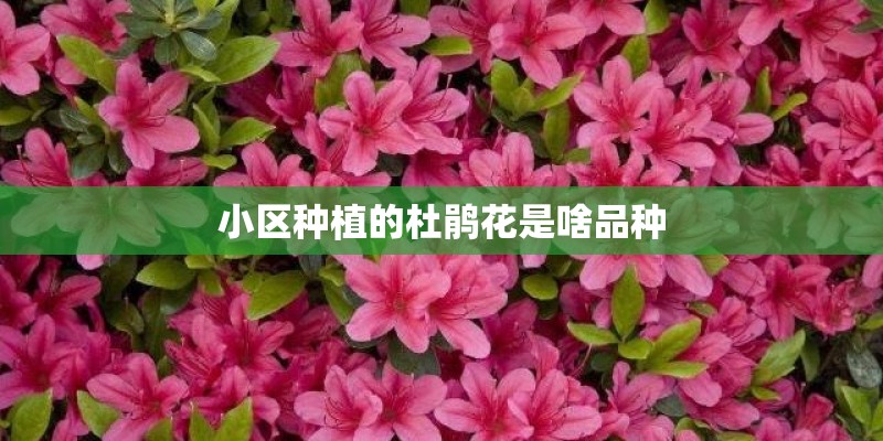 小区种植的杜鹃花是啥品种