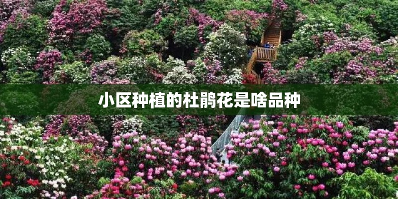 小区种植的杜鹃花是啥品种 小区种植的杜鹃花是啥品种