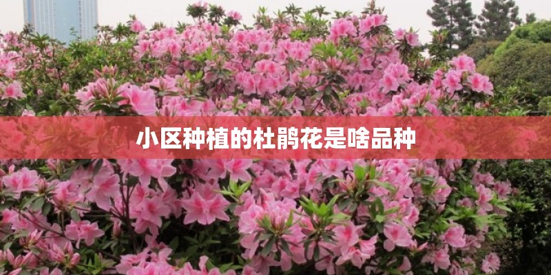 小区种植的杜鹃花是啥品种 小区种植的杜鹃花是啥品种