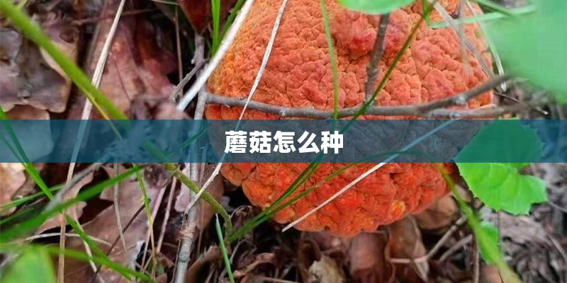 蘑菇怎么种 蘑菇怎么种