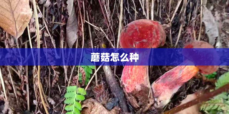 蘑菇怎么种 蘑菇怎么种