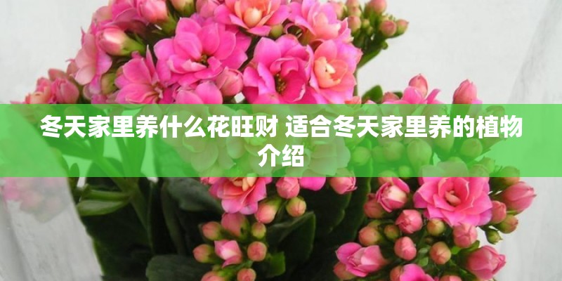 冬天家里养什么花旺财 适合冬天家里养的植物介绍
