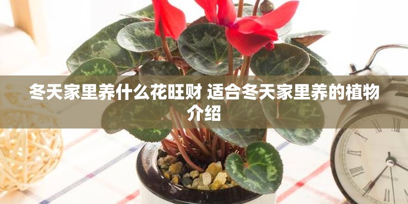 冬天家里养什么花旺财 适合冬天家里养的植物介绍 冬天家里养什么花旺财 适合冬天家里养的植物介绍